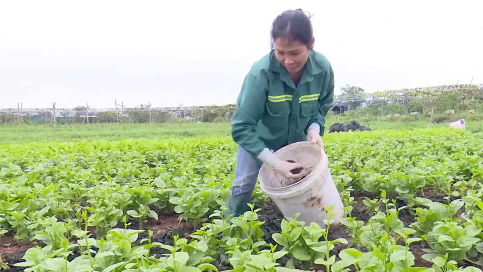 Hành trình xanh trong vòng tuần hoàn nông nghiệp sạch | Chuyển đổi xanh | 15/11/2025